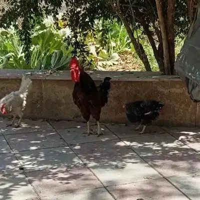 خروس جوان|حیوانات مزرعه|تهران, عباس‌آباد|دیوار