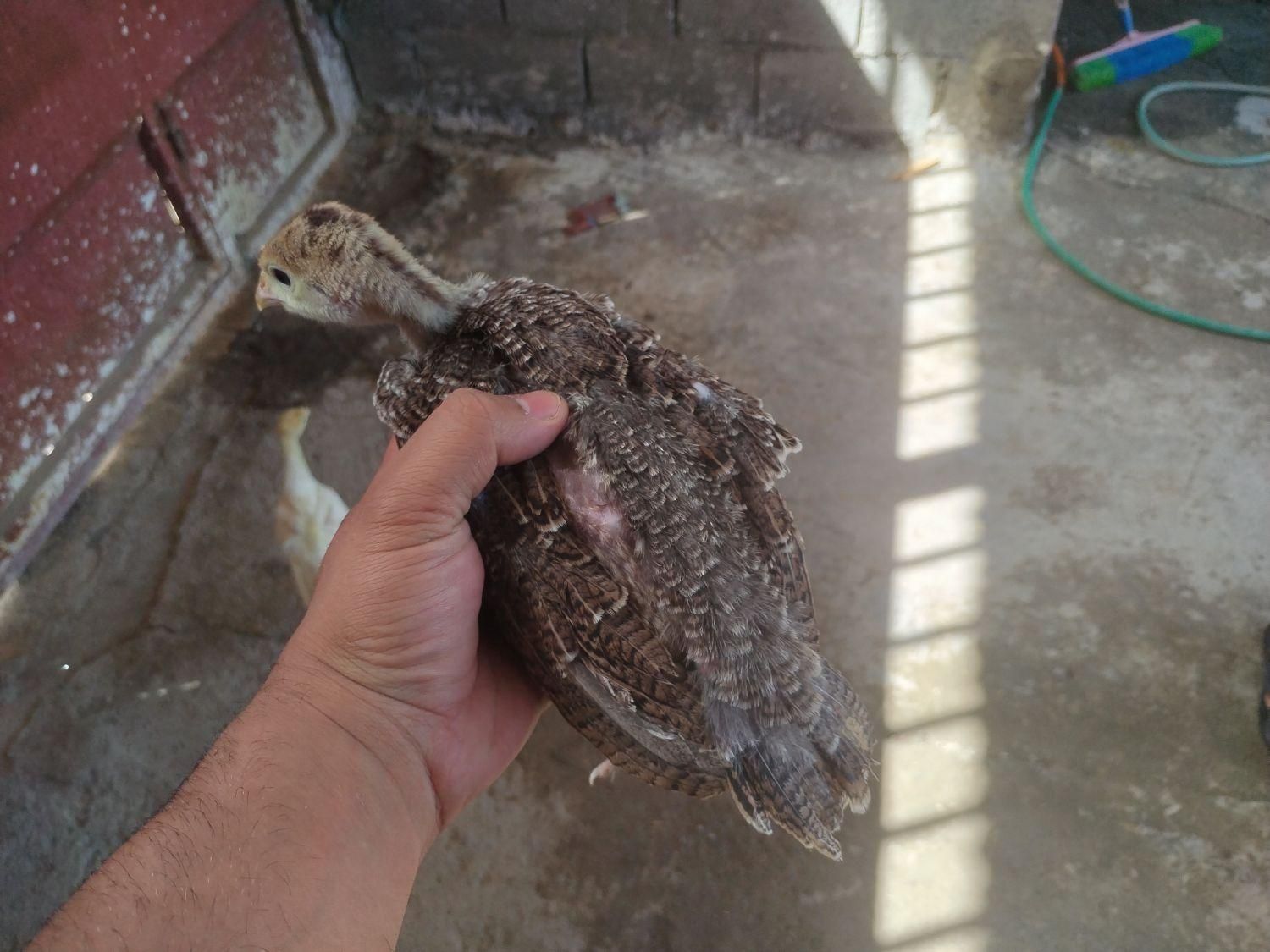 جوجه بوقلمون ۲ماهه|حیوانات مزرعه|فلاورجان, |دیوار