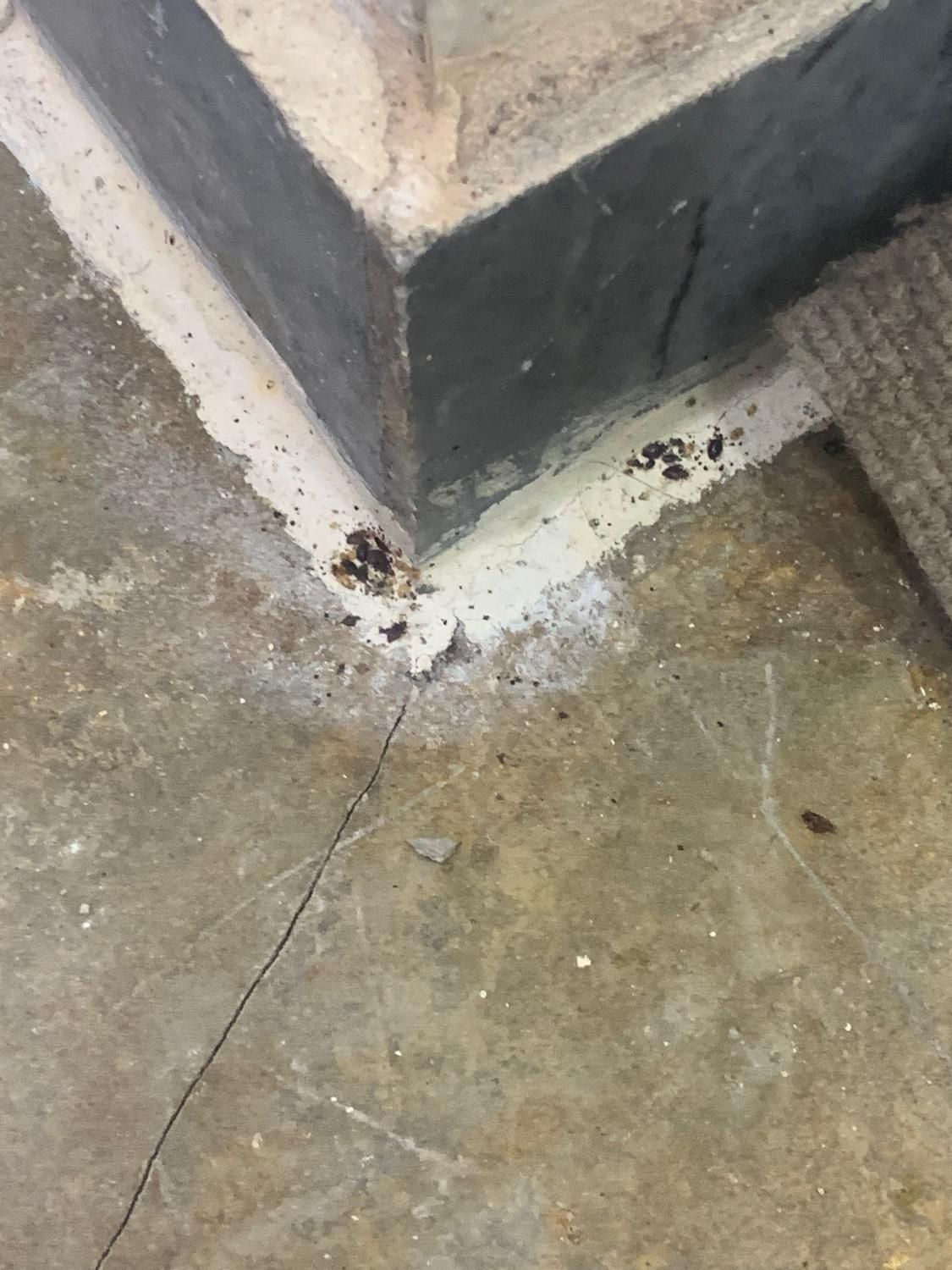 سم پاشی و سمپاشی تضمینی|خدمات نظافت|رشت, کوی جام جم|دیوار