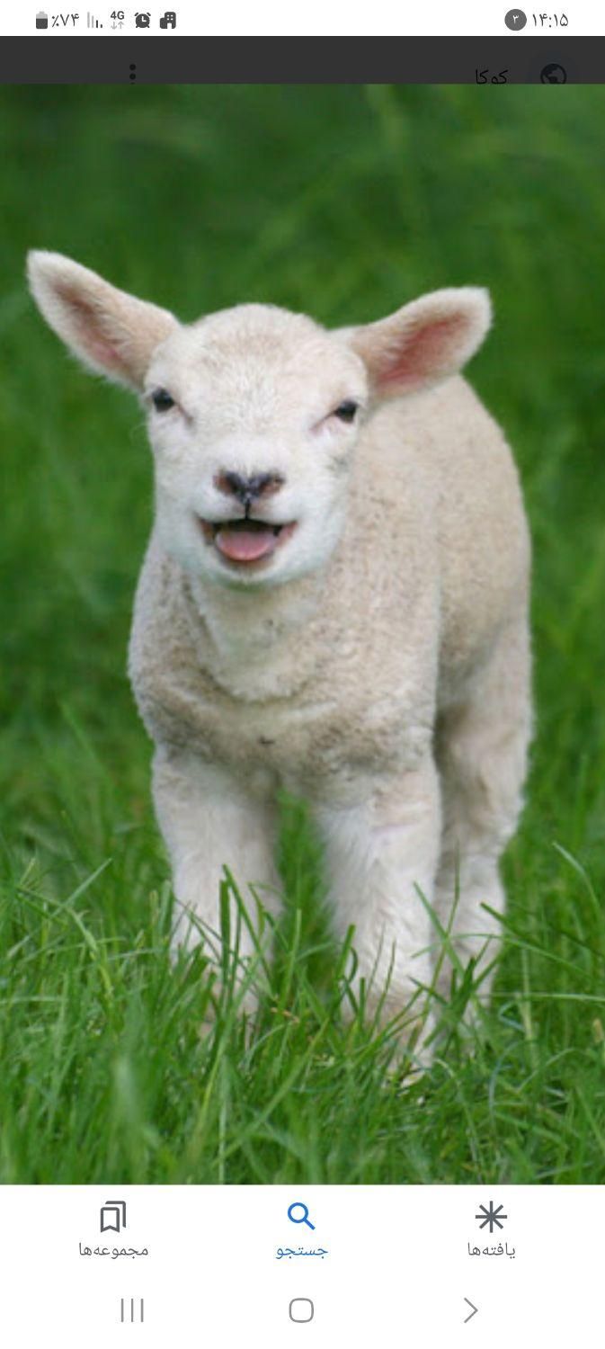 بره معاوضه با ترازو|حیوانات مزرعه|سرخنکلاته, |دیوار