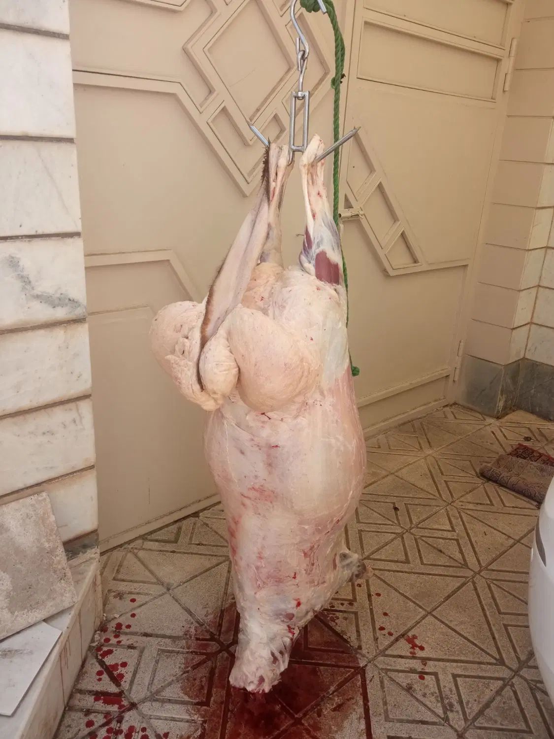 سلاخ سلاخی ذبح قصاب حرفهای گوساله گوسفند حلال|خدمات پذیرایی، مراسم|زنجان, |دیوار