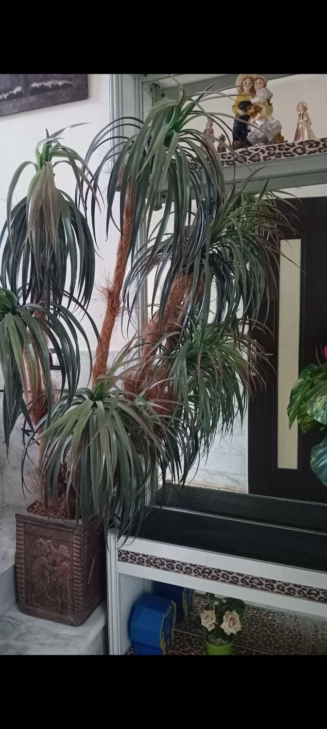 درختچه نخل ۹شاخه و دیفن با هم  ۵۰۰|گل مصنوعی|رباط‌کریم, |دیوار