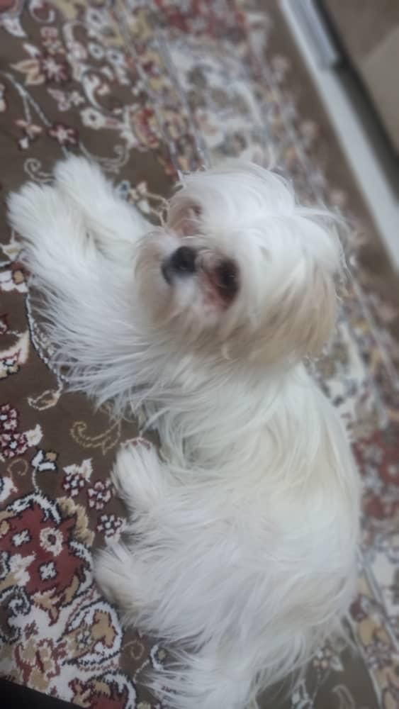 سگ شیتزو|سگ|ارومیه, |دیوار