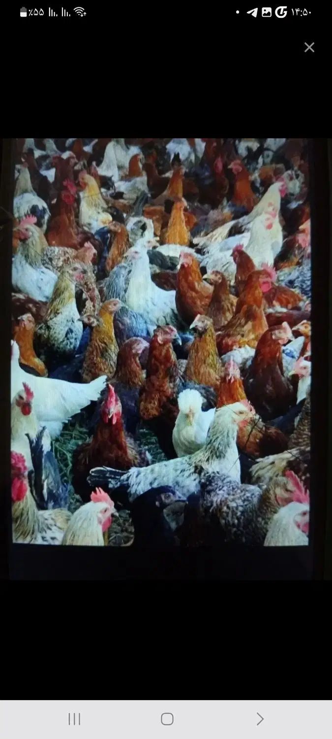 فروش ۹۰۰ عدد مرغ وخروس گلپایگان به صورت کلی وجزئ|حیوانات مزرعه|تهران, تهرانسر شرقی|دیوار
