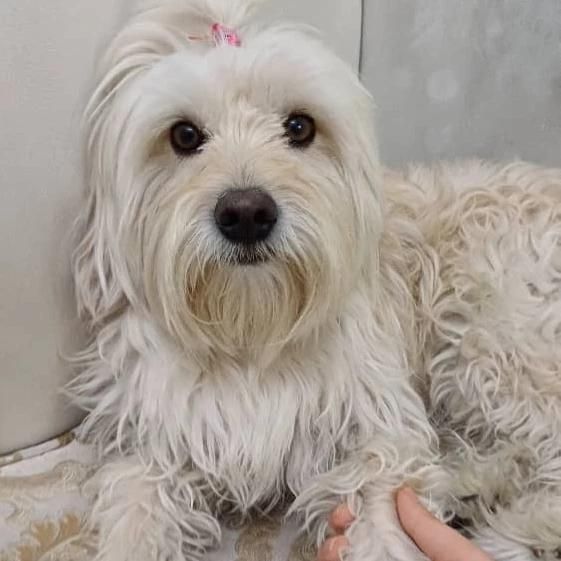 سگ شیتزو۲/۹گمشده حوالی فلکه خاتون همراه بامژدگانی|حیوانات|شیراز, شیشهگری|دیوار