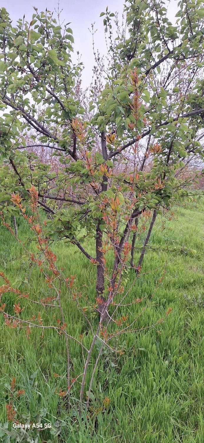 زمین باغی روستای نصرآبادبه متراژ ۱۳۵۶مترمربع|فروش دفتر صنعتی، کشاورزی، تجاری|گرگان, |دیوار