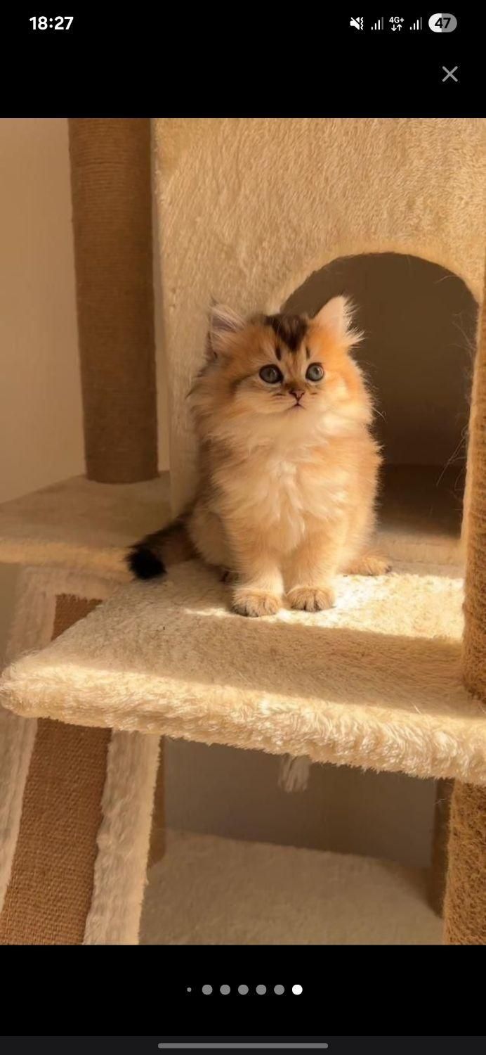 دنیای گربه های اصیل (پرشین بریتیش اسکاتیش رگدال)|گربه|اصفهان, جلفا|دیوار