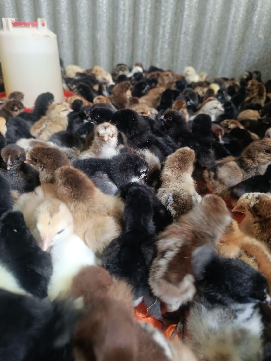 پخش و فروش جوجه محلی 10روزه واکسینه شده|حیوانات مزرعه|رفسنجان, |دیوار