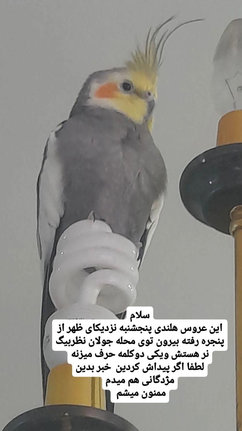 گمشده حوالی جولان نظربیگ|حیوانات|همدان, |دیوار