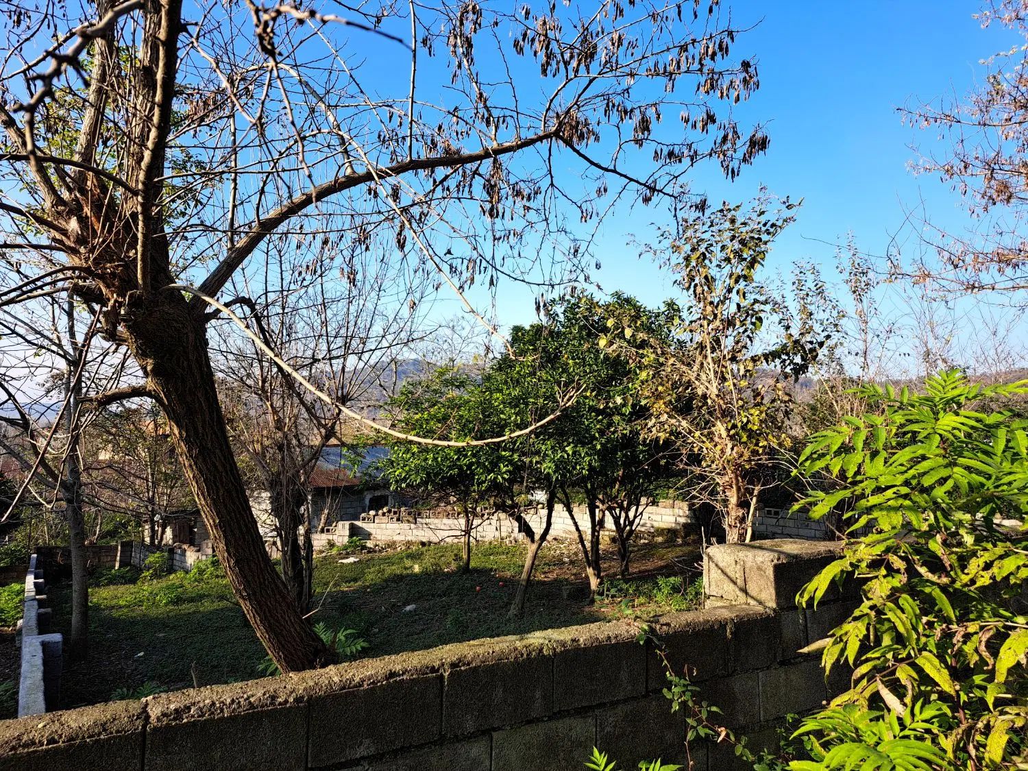 فروش ۲ پلاک مسکونی در شیرگاه (روستای چالی)|فروش زمین و ملک کلنگی|شیرگاه, |دیوار