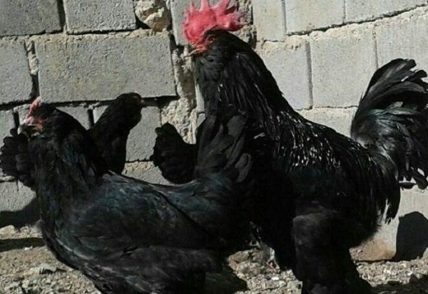 جوجه مرندی و تخم نطفه دار|حیوانات مزرعه|تهران, شهرک غرب|دیوار