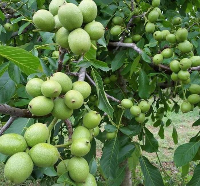نهال گردو خوشه ای. اسراعیلی، چندلروفرنور.پکان.روند|خدمات باغبانی و درختکاری|شیراز, دکتر حسابی|دیوار