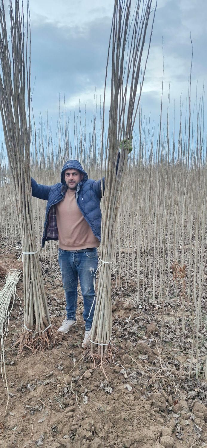 نهال صنوبرنیگرااصل|خدمات باغبانی و درختکاری|ماکو, |دیوار