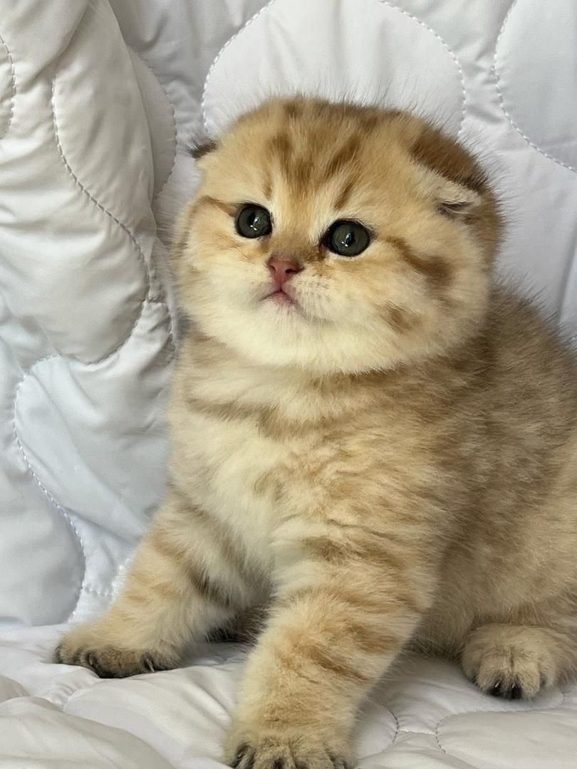 بچه گربه های جذاب iran cats|گربه|آبادان, |دیوار