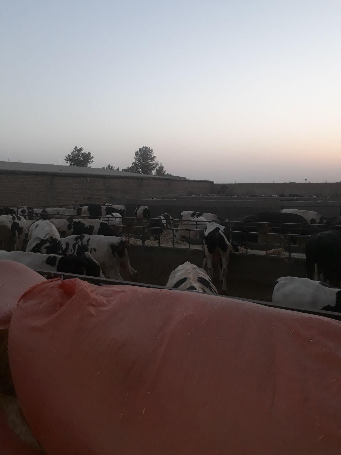 نان خشک فروشی نداریم|لوازم جانبی حیوانات|تهران, آهنگ|دیوار