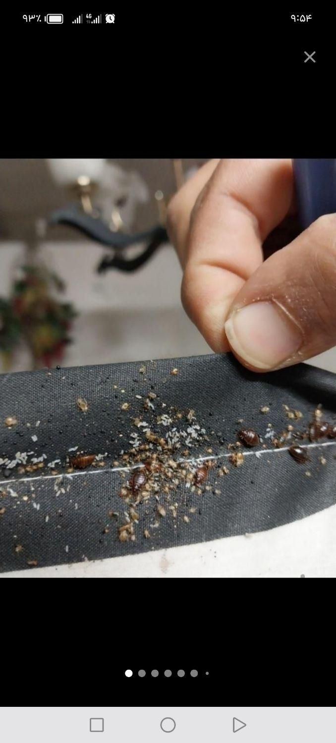 سمپاشی ساس سوسک وکنه و موریانه تضمینی باضمانت 100|خدمات نظافت|مشهد, کوی سیدی|دیوار