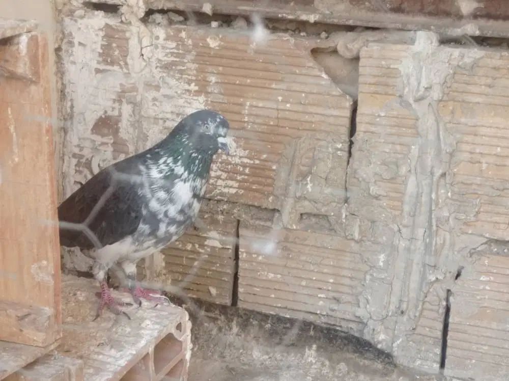 سه جفت نر و ماده عالی کفتر|پرنده|تهران, دولتخواه جنوبی|دیوار