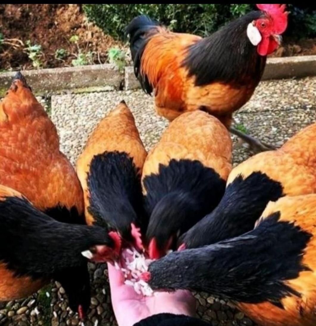 تخم مرغ نطفه دارازنژادهای زینتی وکمیاب|حیوانات مزرعه|تهران, خاوران|دیوار