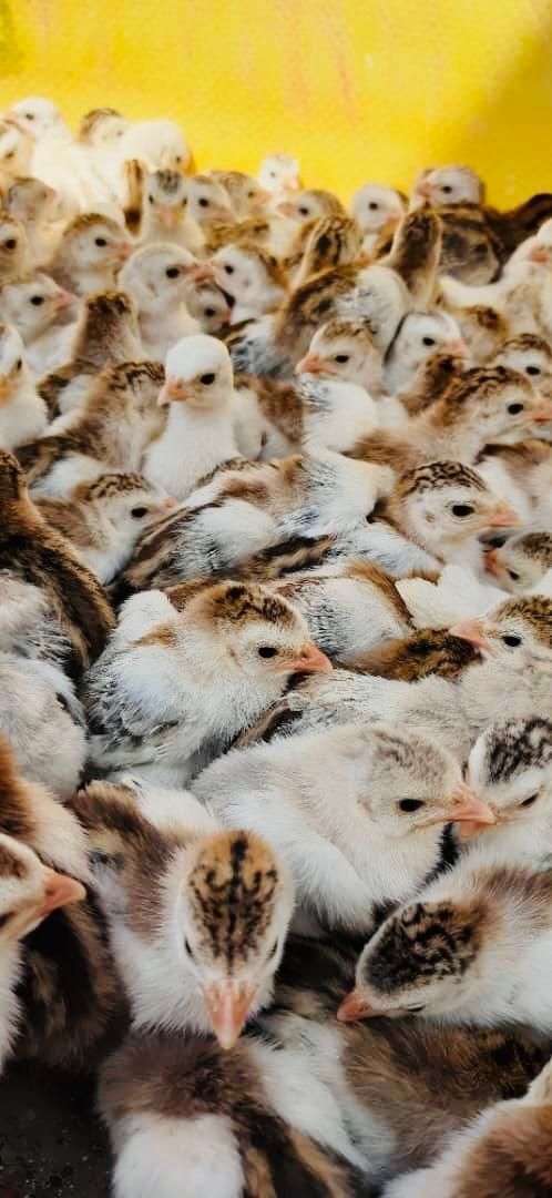 جوجه‌محلی‌اردک‌رنگی‌برهماسلطان‌بوقلمون‌گلین بلدرچی|حیوانات مزرعه|شیراز, کاراندیش|دیوار