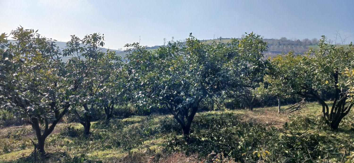 هرس وکودهی وبیل زنی.علف تراشی و آزمایش خاک|خدمات باغبانی و درختکاری|ساری, |دیوار