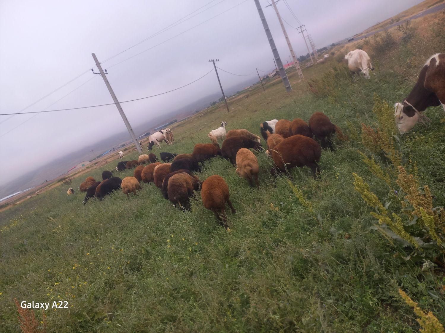 بره نر گوشتی|حیوانات مزرعه|نیر (اردبیل), |دیوار