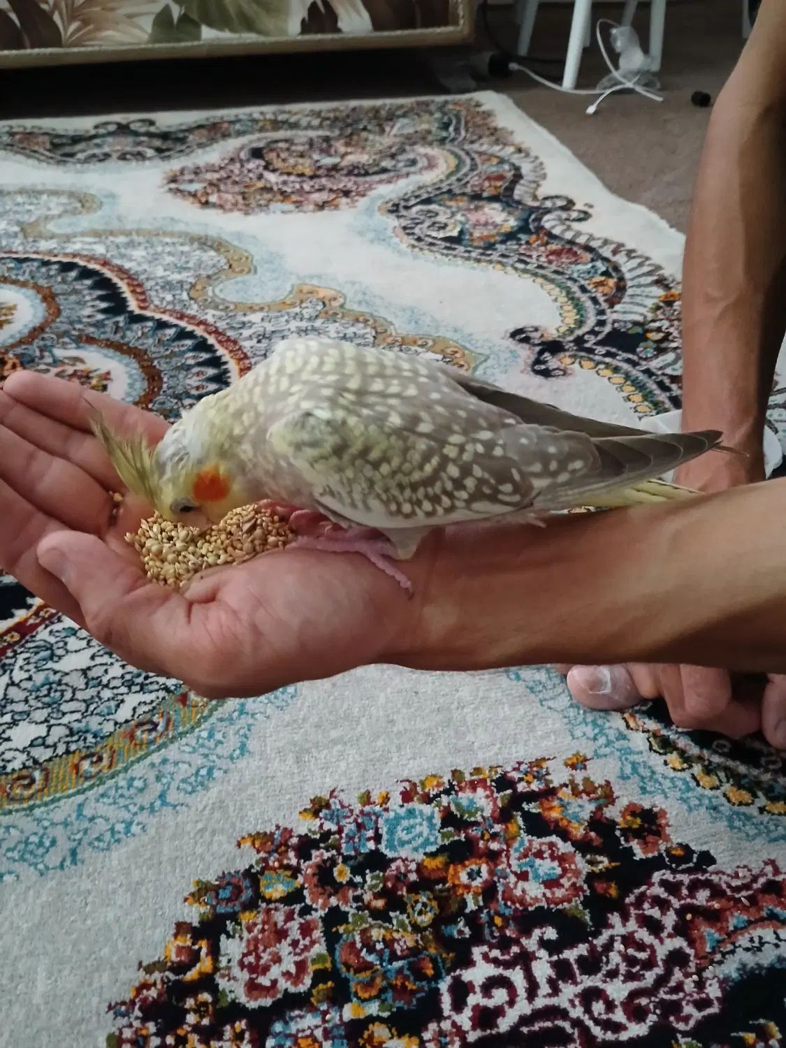 طوطی عروس ماده سرحال یک ساله|پرنده|رشت, تازه آباد|دیوار