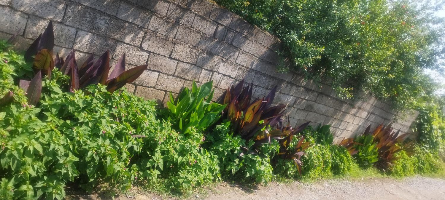 فروش زمین ۲۵۰ متری در روستای دونه سر بابل|فروش زمین و ملک کلنگی|تهران, شادآباد|دیوار