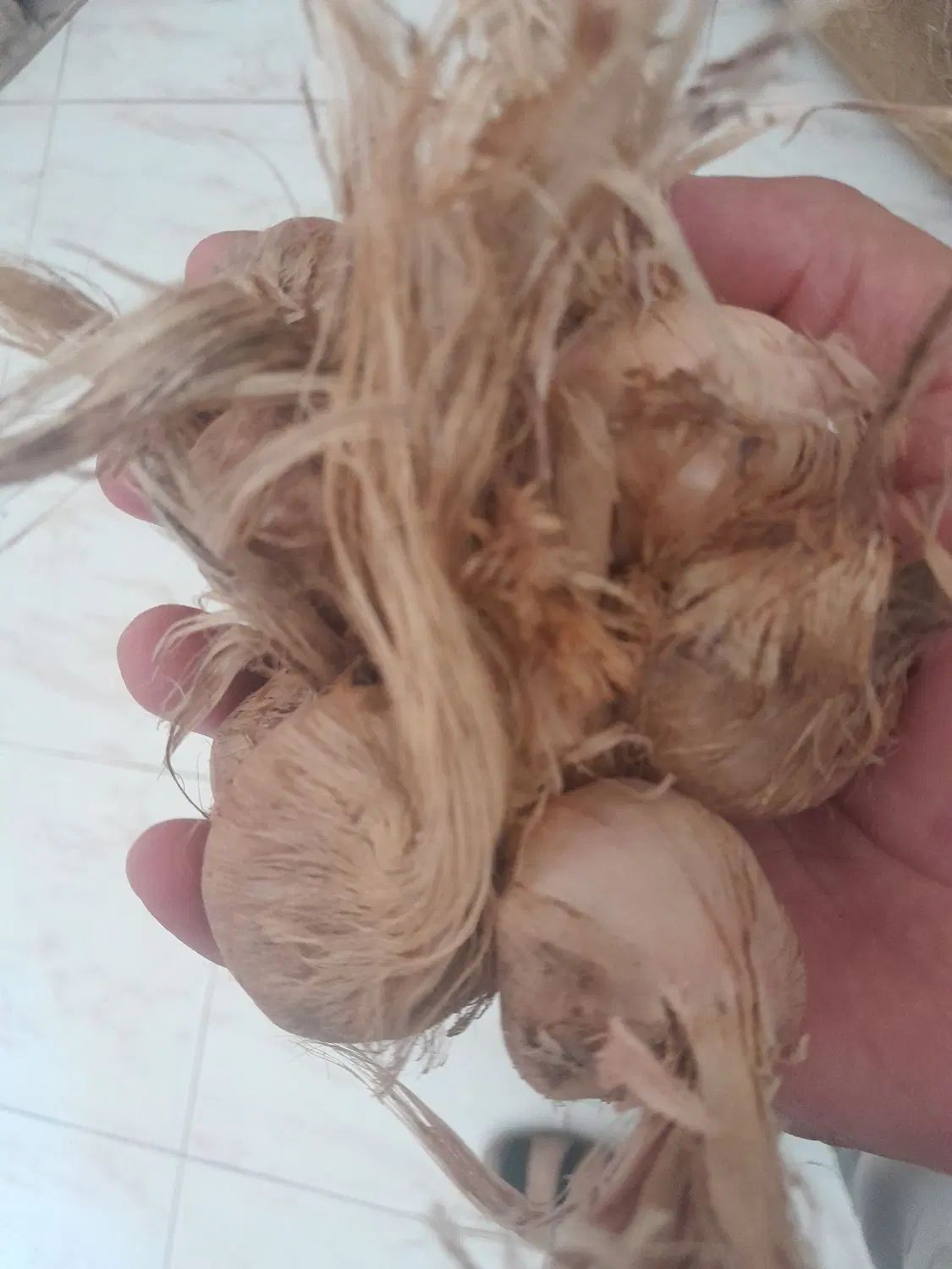 ۸۰ کیلو پیاز مرغوب وسالم با گل دهی بالا قیمت۴۵۰۰۰|گل و گیاه طبیعی|مشهد, فرخد|دیوار