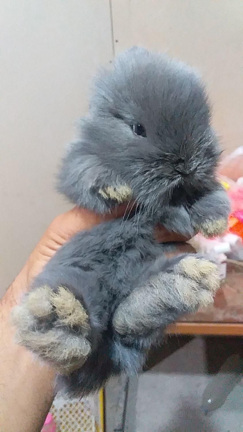 بچه خرگوش لوپ|موش و خرگوش|بندرعباس, |دیوار