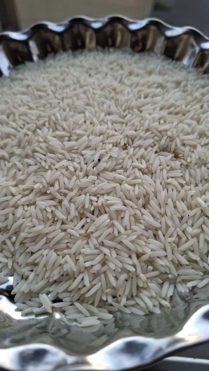 برنج  دانه بلند دم سیاه (صدری) مزارع شهرستان شفت|عمده‌فروشی|رشت, یخسازی|دیوار