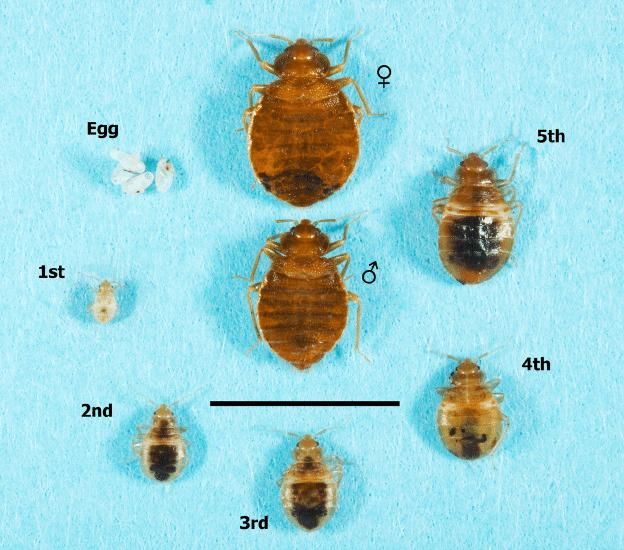 سم پاشی - ساس- سوسک - موش - جنوب کرمان|خدمات نظافت|جیرفت, |دیوار