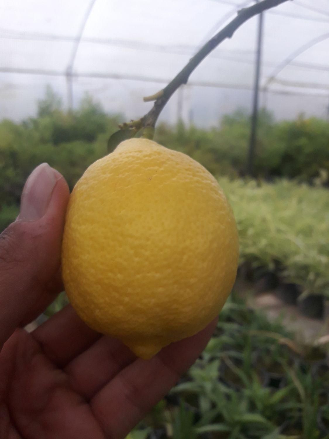 فروش نهال لیمو ترش پیوندی|گل و گیاه طبیعی|ساری, |دیوار