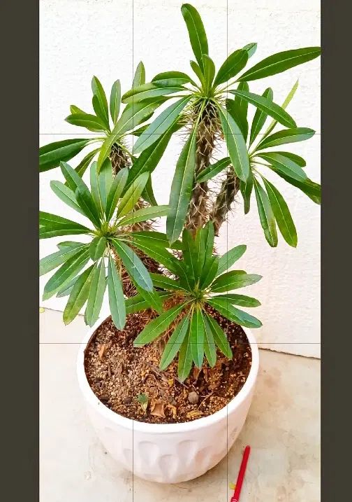 نخل ماداگاسکار.کاکتوس .گل .بنسای.بونسای ورامین ژژ|گل و گیاه طبیعی|ورامین, ورامین|دیوار
