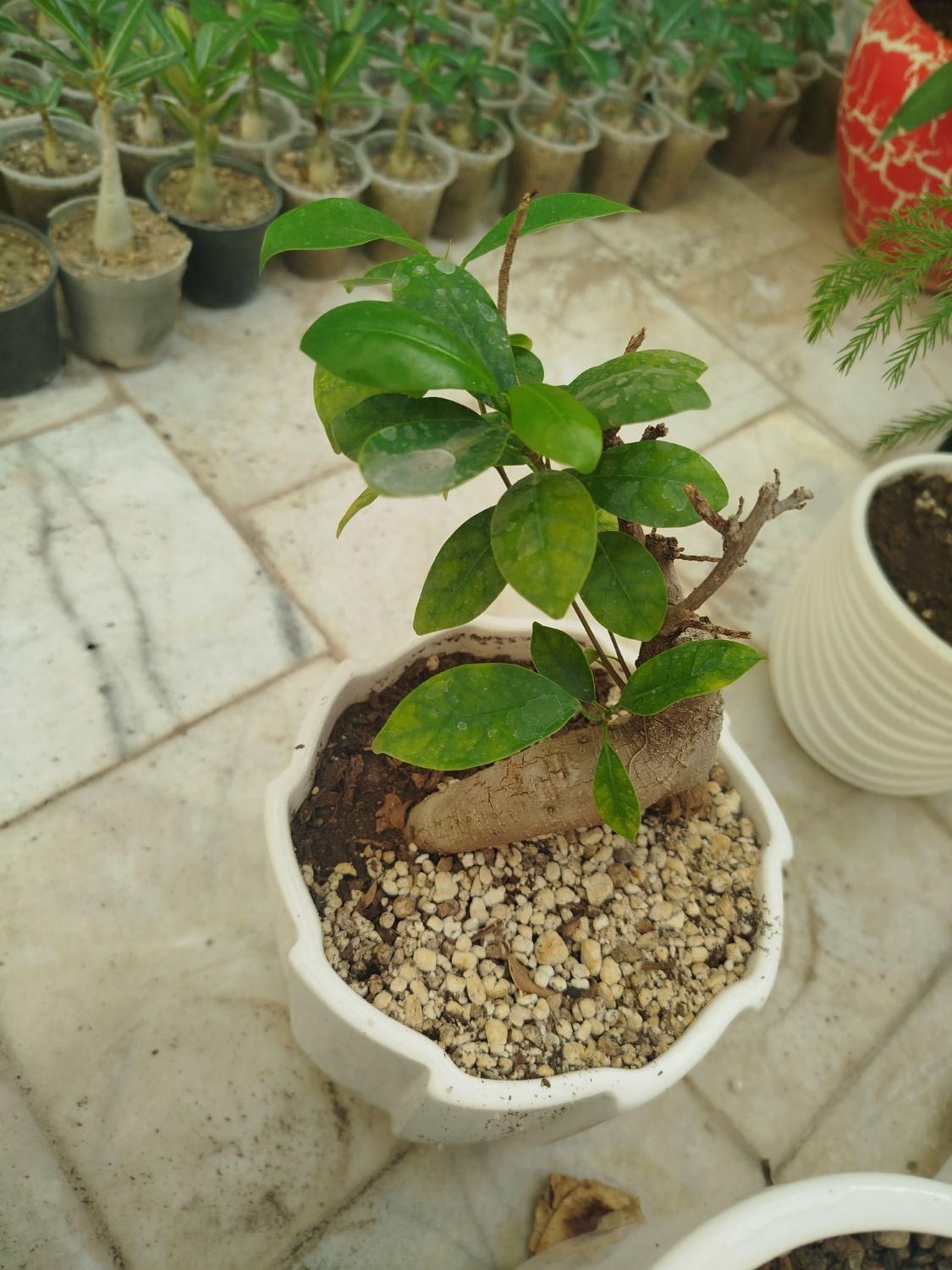 آدنیوم سایز ۶و ۸ قلمه پتوس ارتشی بونسای و کاکتوس|گل و گیاه طبیعی|یزد, |دیوار