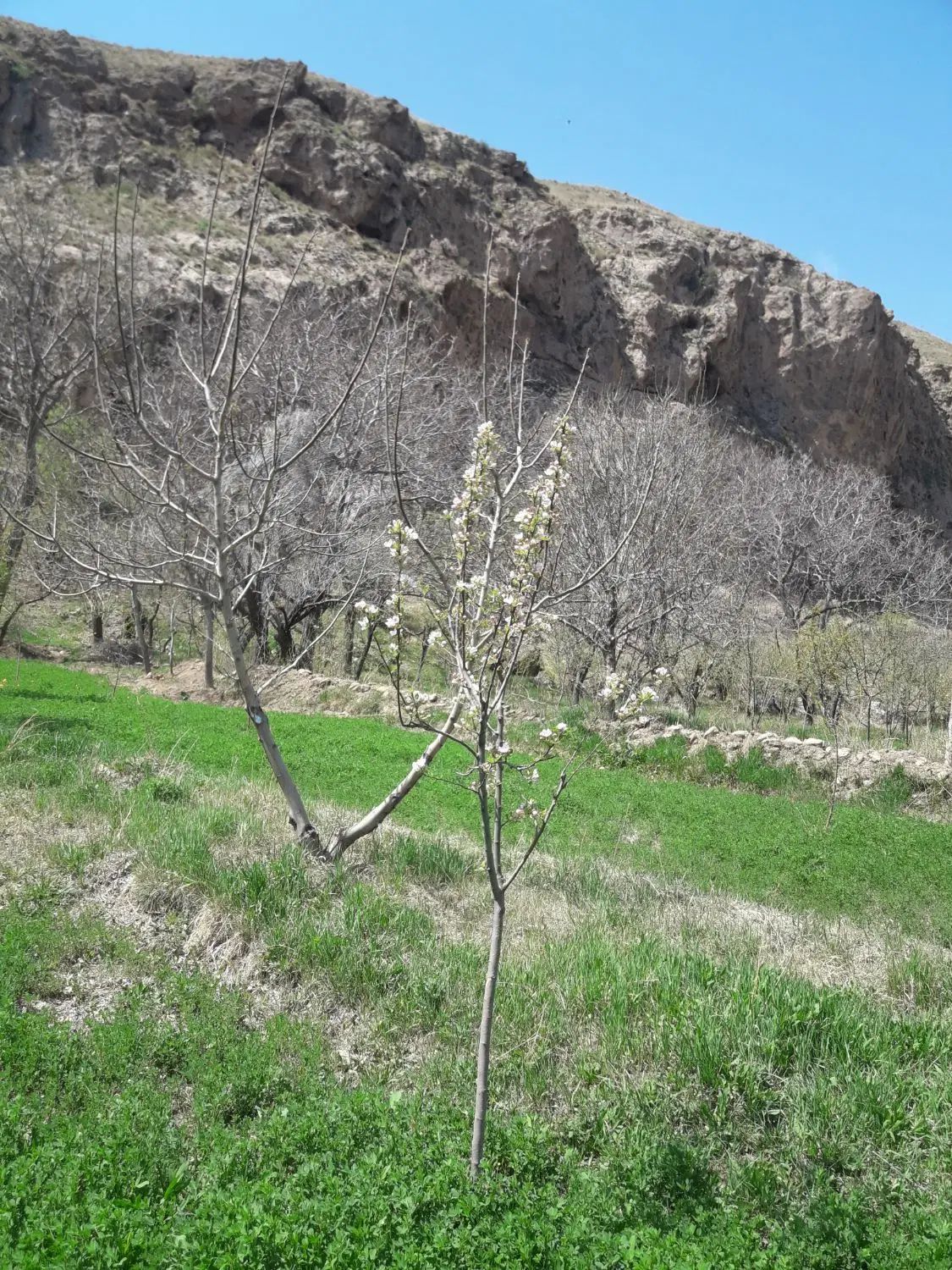 ویلایی دربست|اجارهٔ خانه و ویلا|مشهد, استاد یوسفی (شهرک غرب)|دیوار