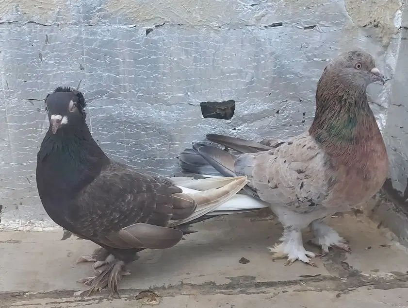 ترکیه نروماده سرورنر اویناق ماده دم سفیدغلط داره|پرنده|اردبیل, |دیوار