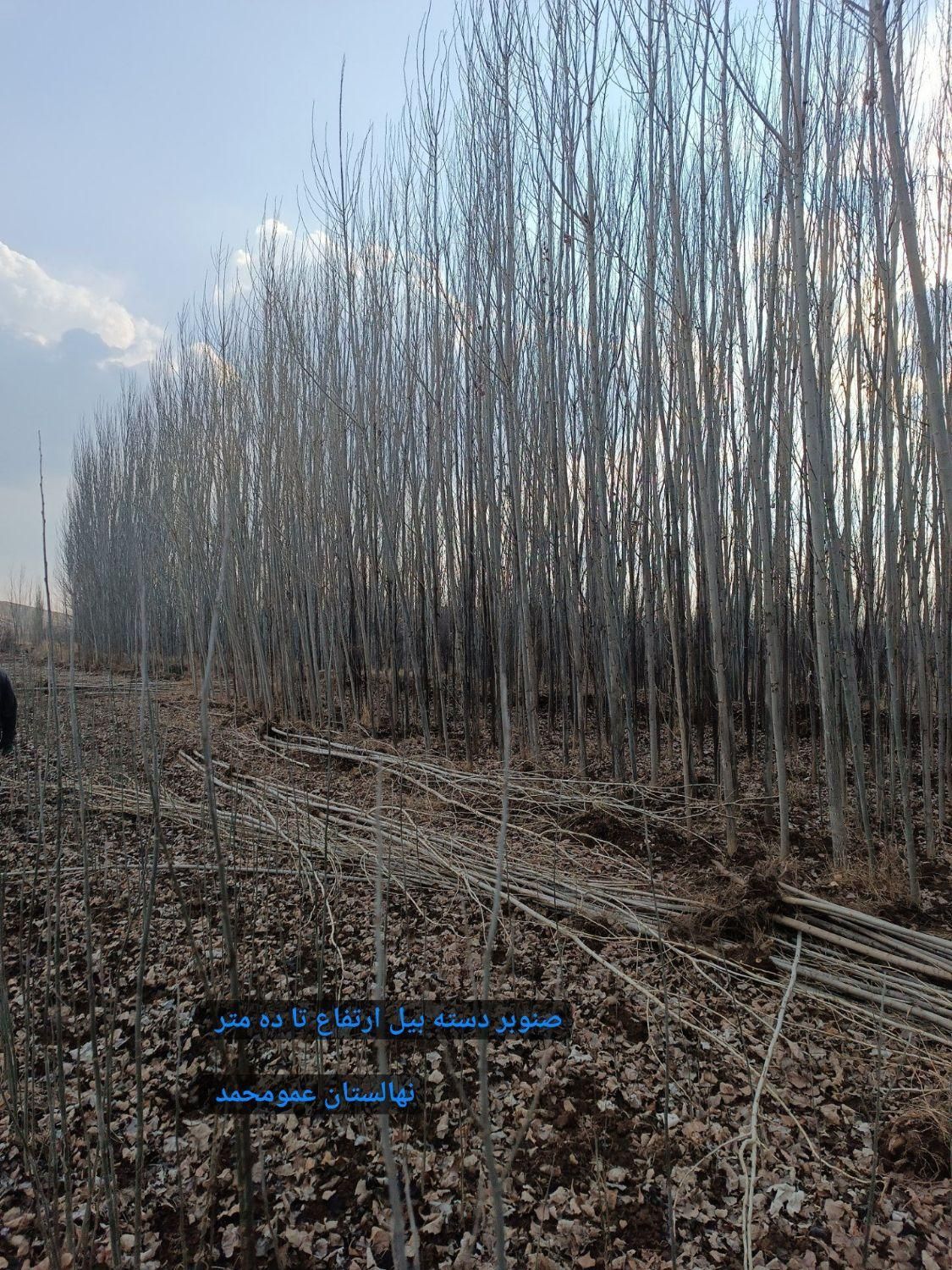 اکبری احمدآقایی پسته. نهال انگور صنوبر|خدمات باغبانی و درختکاری|لنجان, |دیوار