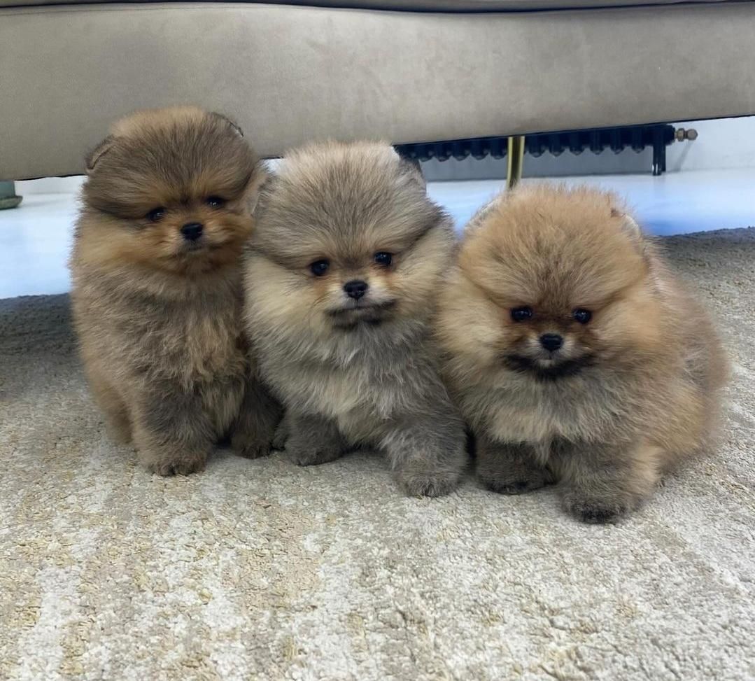 سگ پامرانین خرسی/پامر پرتقالی/نر و ماده..|سگ|تهران, وردآورد|دیوار