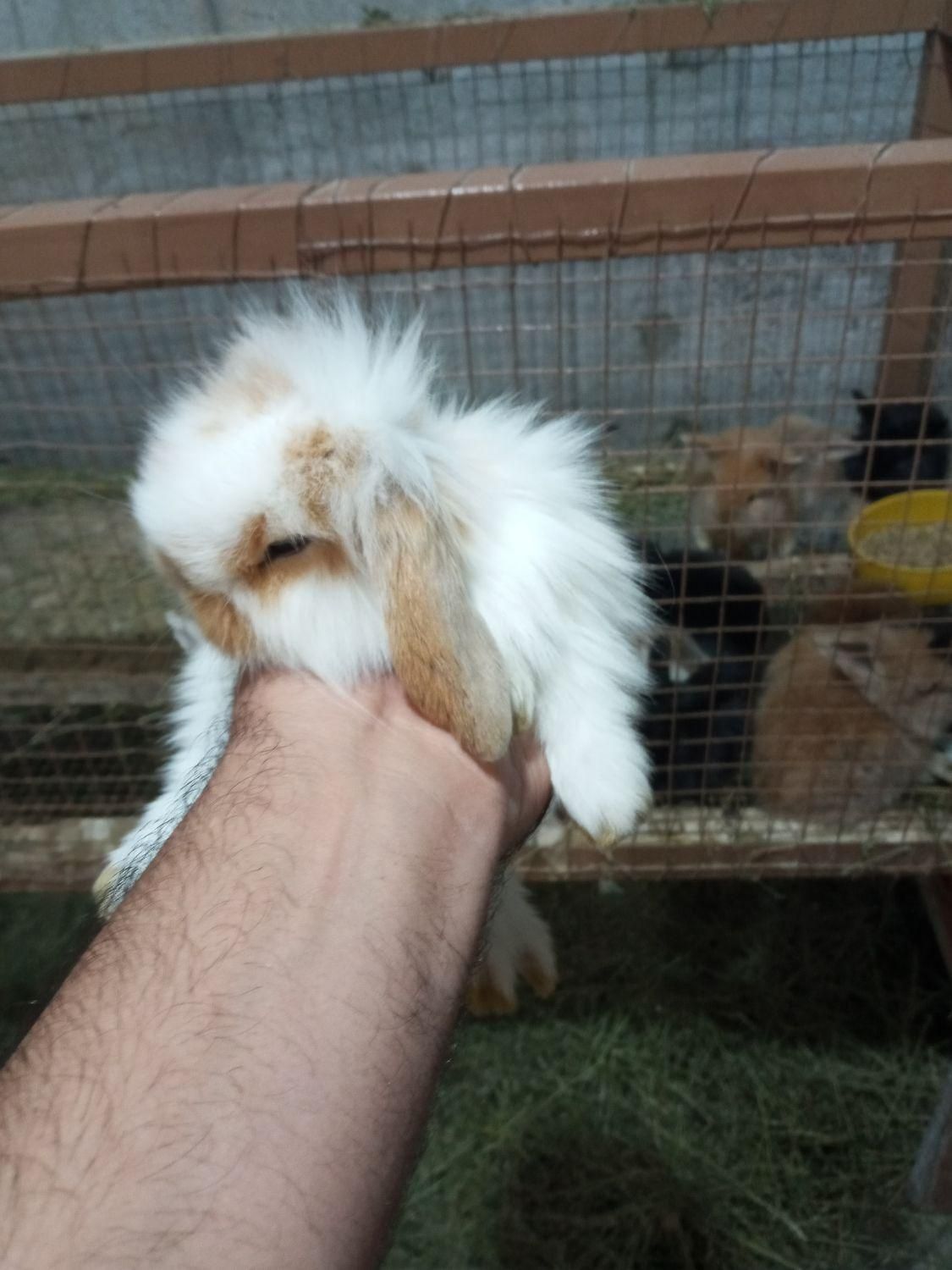 لوپ اوکراینی اصیل خرگوش|موش و خرگوش|میناب, |دیوار