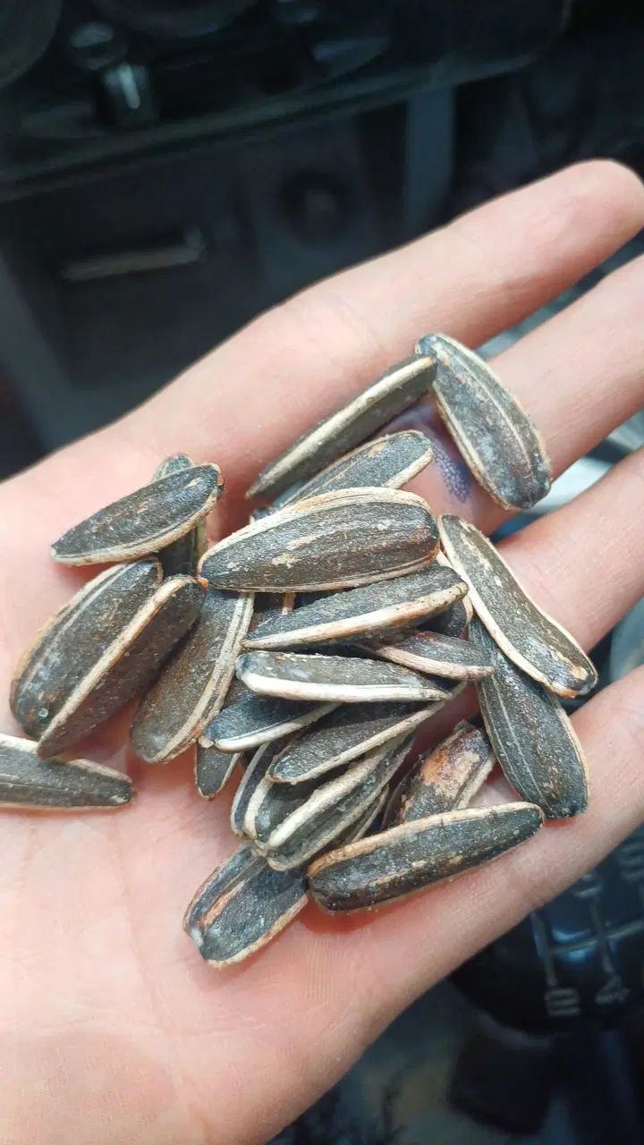 تخمه بوداده|خوردنی و آشامیدنی|اصفهان, جی شیر|دیوار