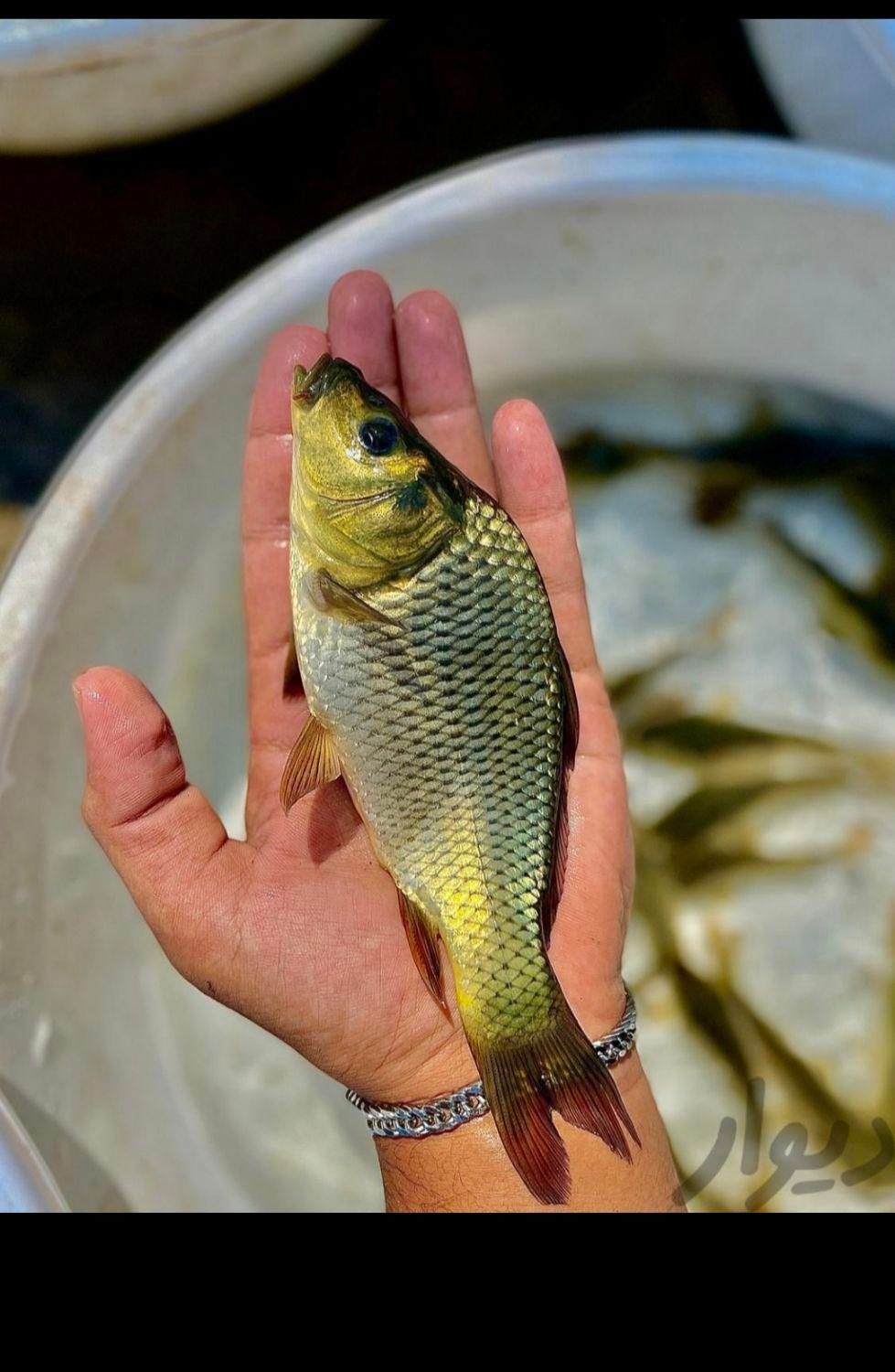 پرورش در استخر خود بچه ماهی آمور کَپور قزل|ماهی|همدان, |دیوار