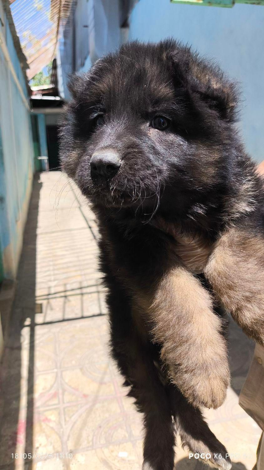 فروش توله شیانلو بسیار زیبا و اصل ژرمن موبلند|سگ|اصفهان, مرداویج|دیوار