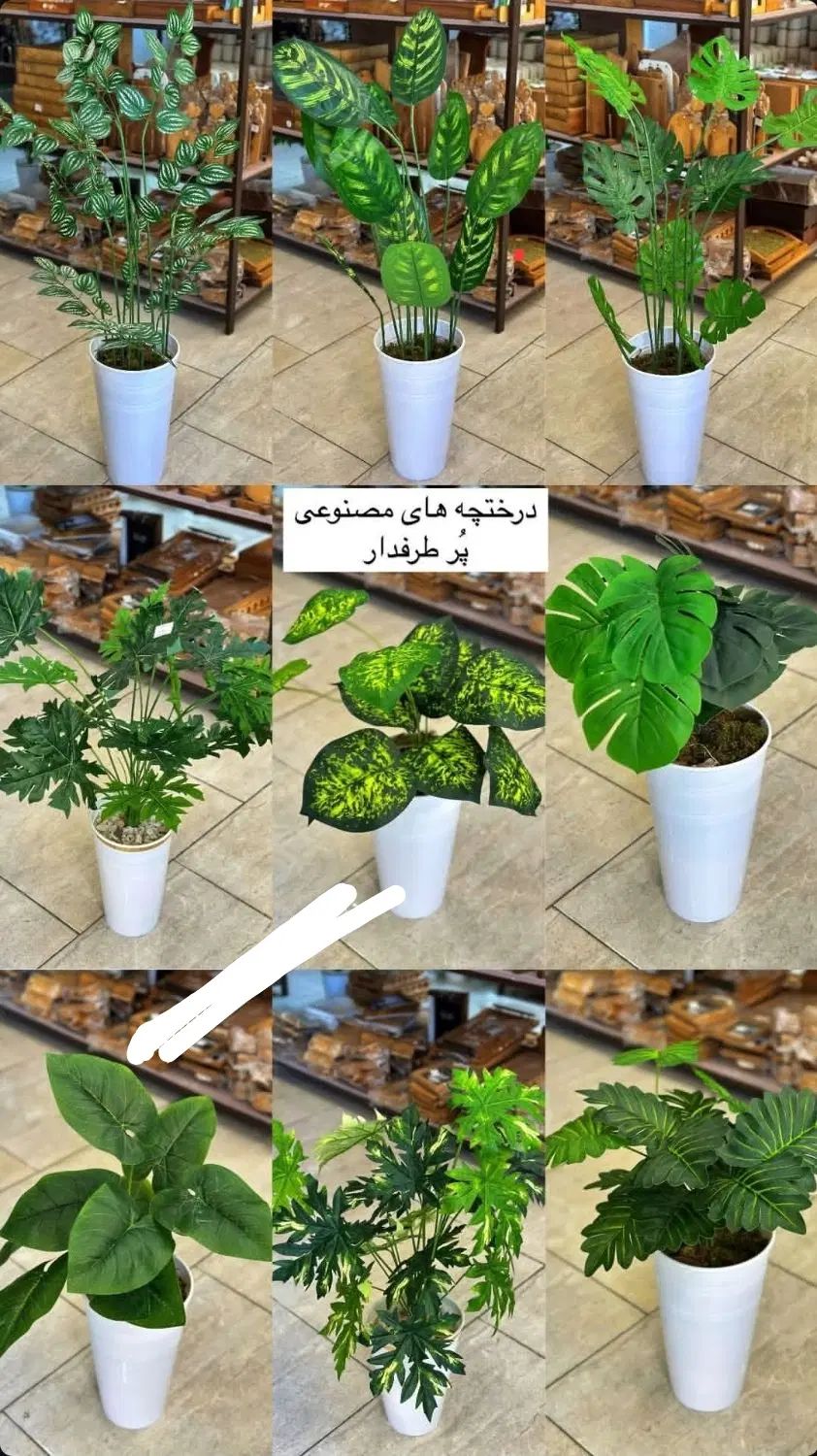 انواع درختچه،بنسای،ریسه،گلدانهای تزئینی|گل مصنوعی|تبریز, |دیوار