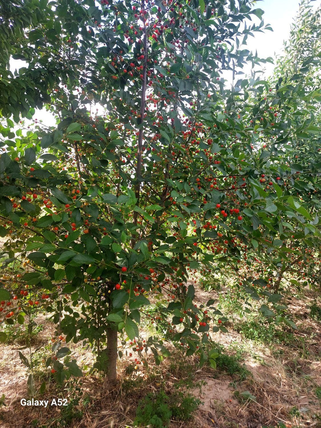 باغ هلو و الو در گرمخان|فروش دفتر صنعتی، کشاورزی، تجاری|بجنورد, |دیوار