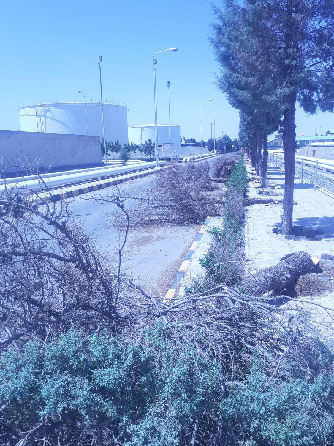 قطع وهرس درختان باغی وویلایی ،اره موتوری،خرید چوب|خدمات باغبانی و درختکاری|مشهد, توس (بلوار توس)|دیوار