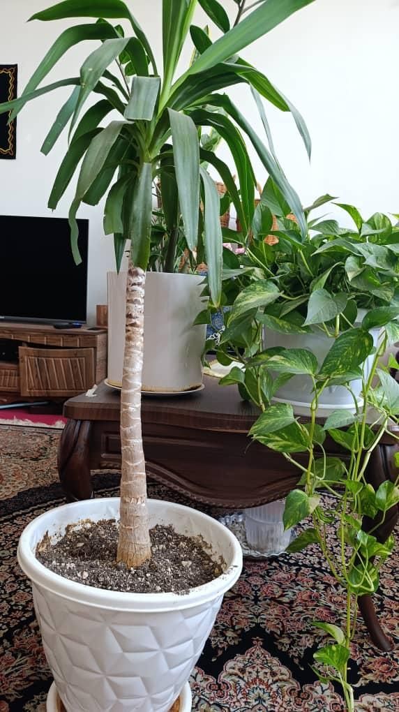 گل طبیعی|گل و گیاه طبیعی|فولادشهر, B6|دیوار