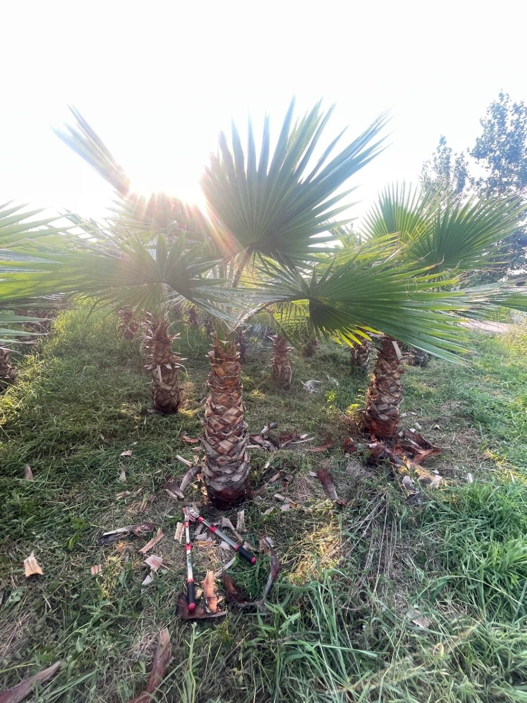 پالم واشنگتن|گل و گیاه طبیعی|آمل, |دیوار