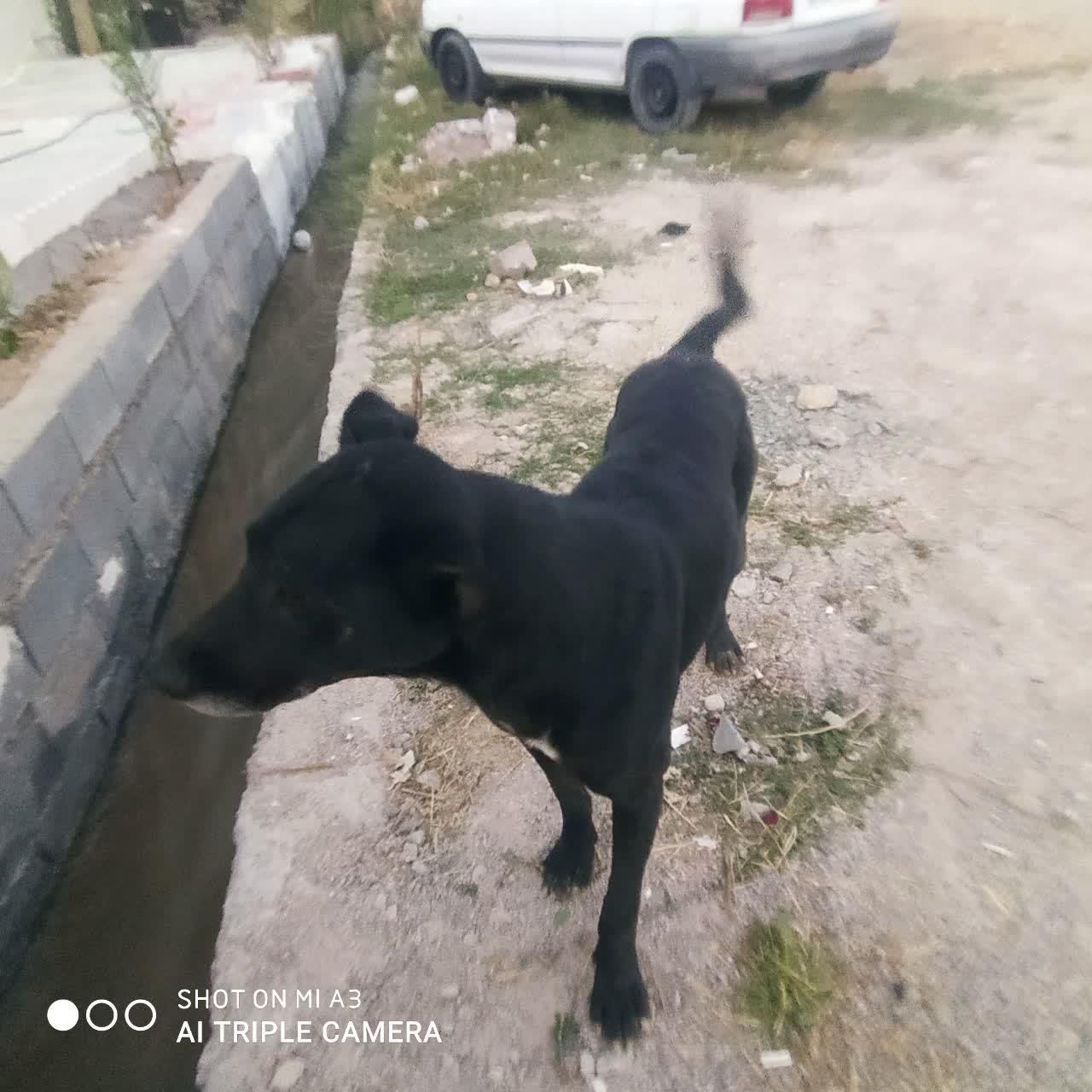 سگ نگهبان|سگ|یاسوج, |دیوار