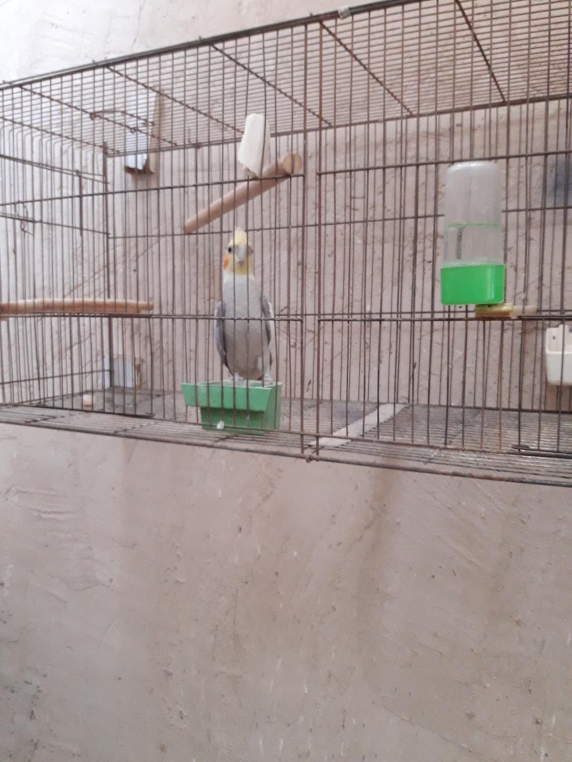 فروش تعدادی عروس هلندی درگوگان|پرنده|آذرشهر, |دیوار