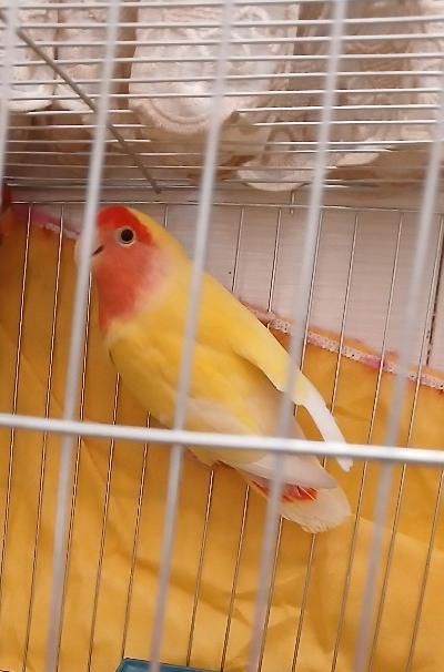 طوطی کتوله ماده جوان شیش تخم|پرنده|رفسنجان, |دیوار